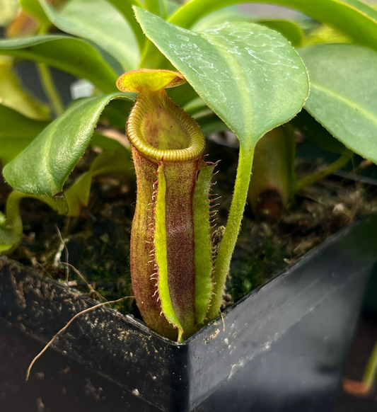 Nepenthes (izumiae x trusmadiensis) x trusmadiensis 20cm