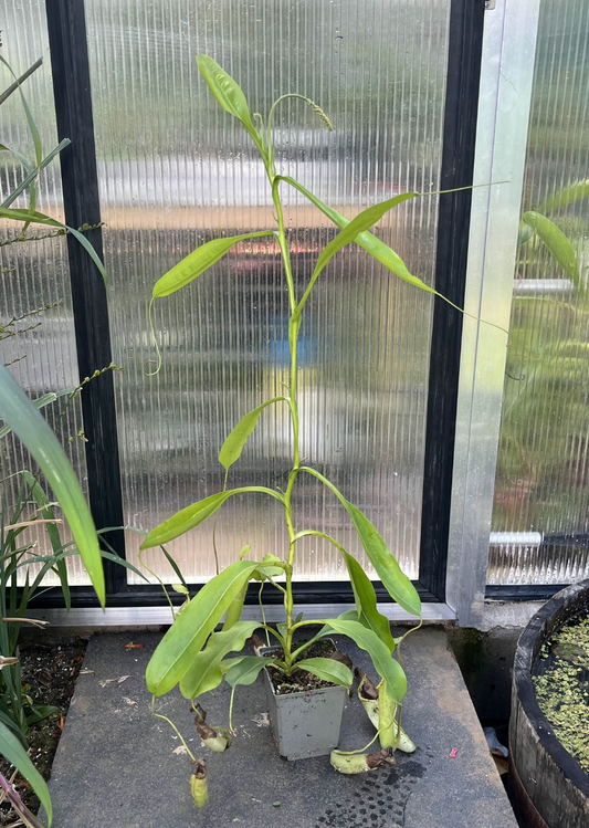 Nepenthes maxima 'Sulawesi' 50cm+