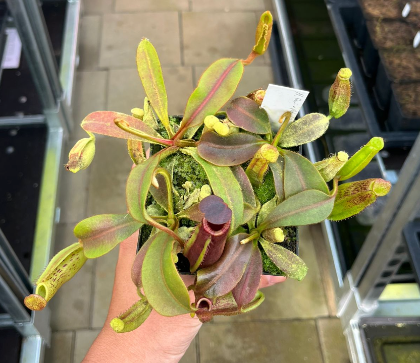 Nepenthes (lowii x platychila) x veitchii 'candy' 10cm