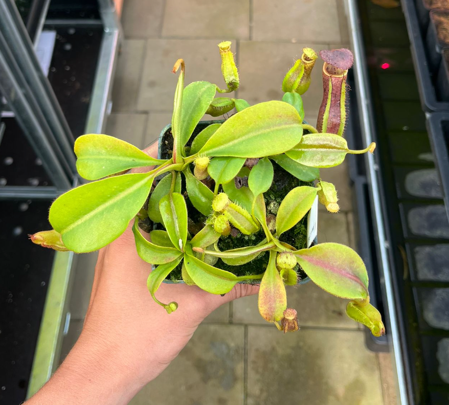 Nepenthes (eymae x clipeata) x trusmadiensis