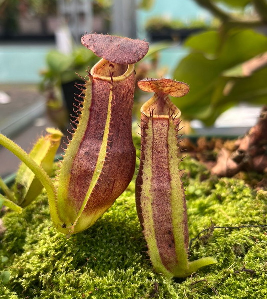 Nepenthes (eymae x clipeata) x trusmadiensis