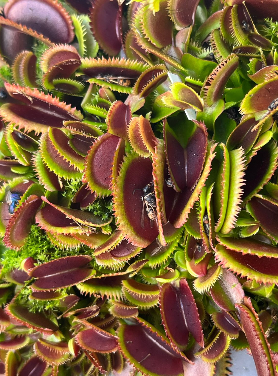 Dionaea muscipula 'Bohemian Garned'