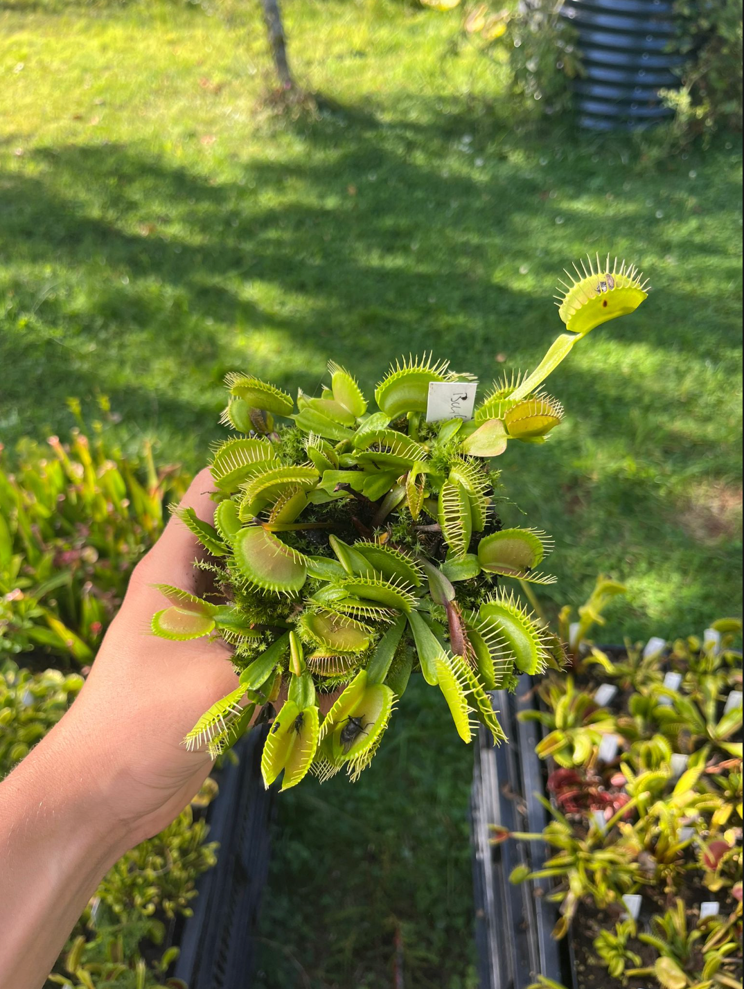 Dionaea muscipula 'Burbanks Best'