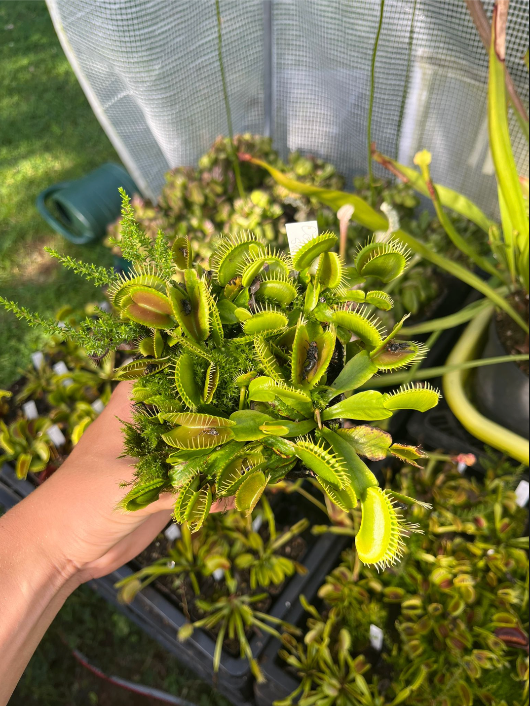 Dionaea muscipula 'Caroline state beach park'