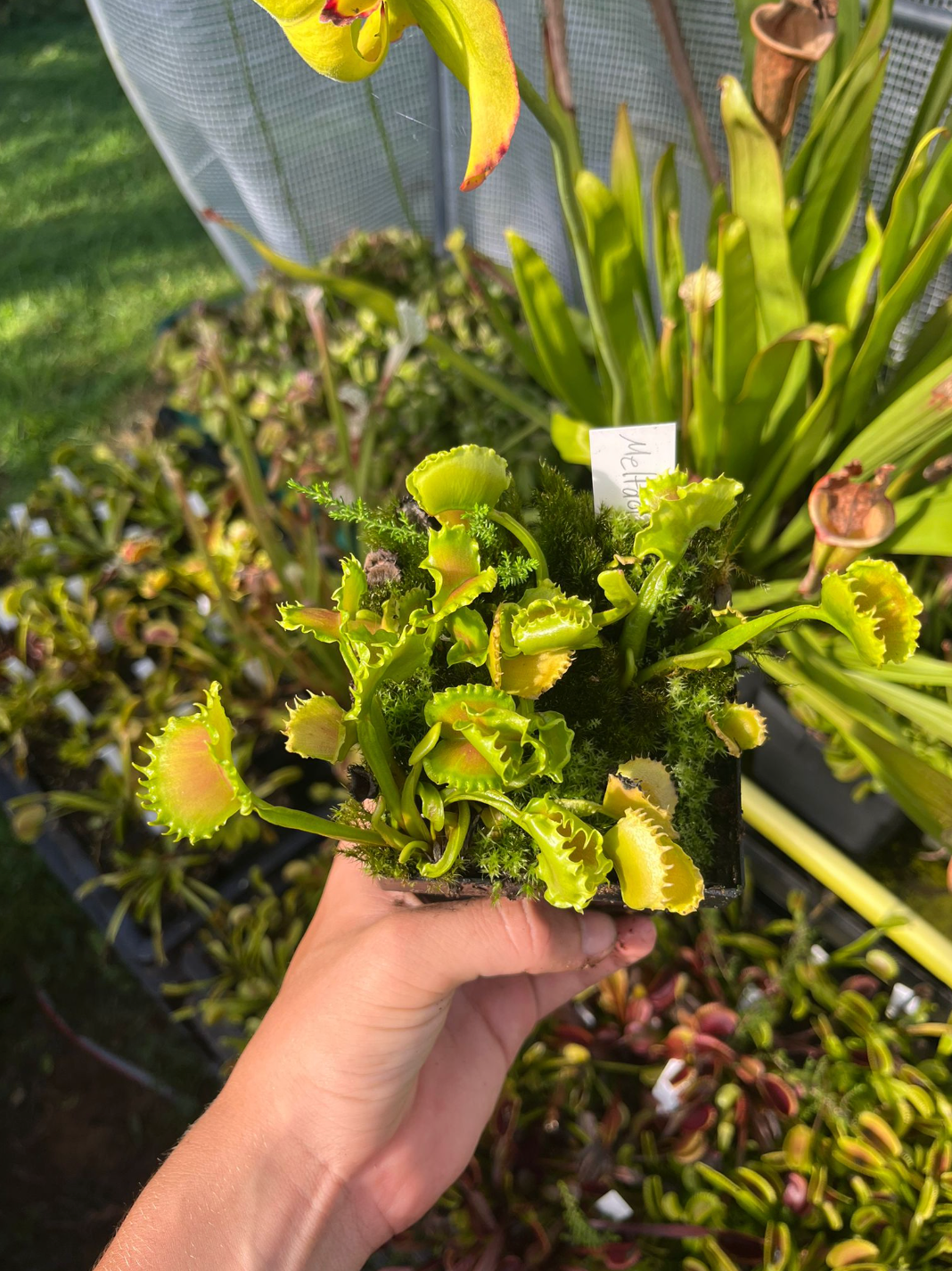 Dionaea muscipula 'Meltdown'