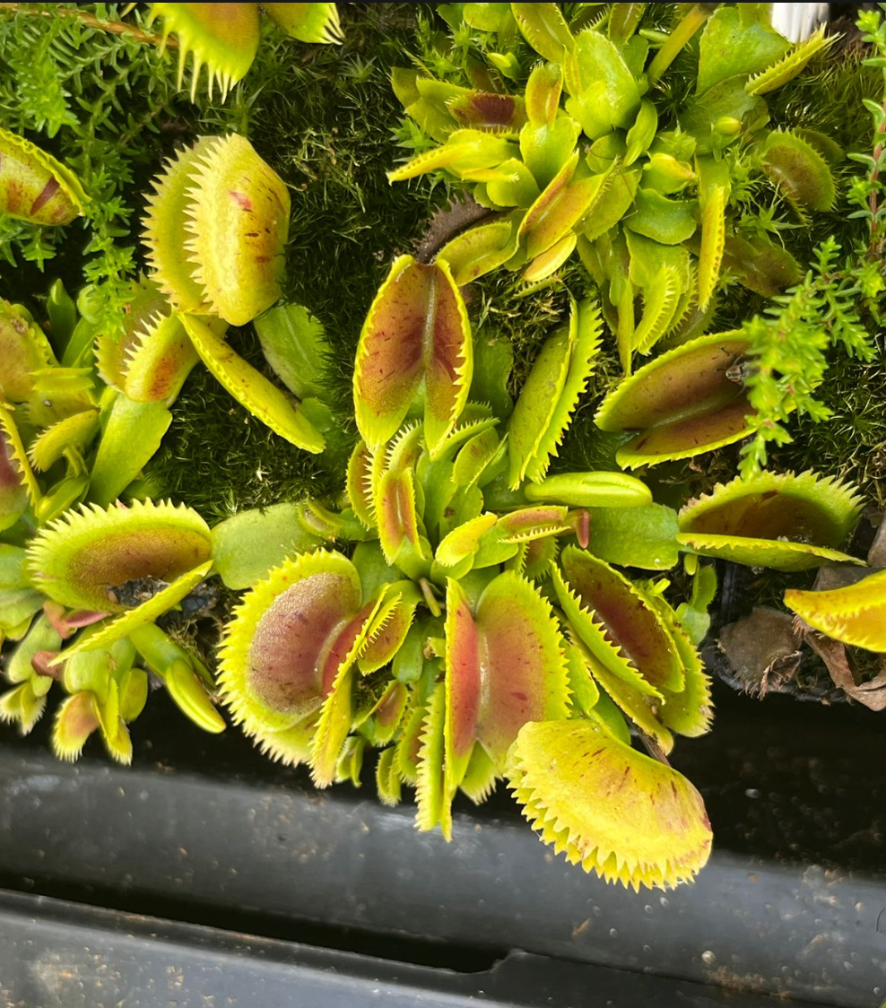 Dionaea muscipula 'Scarlatine'