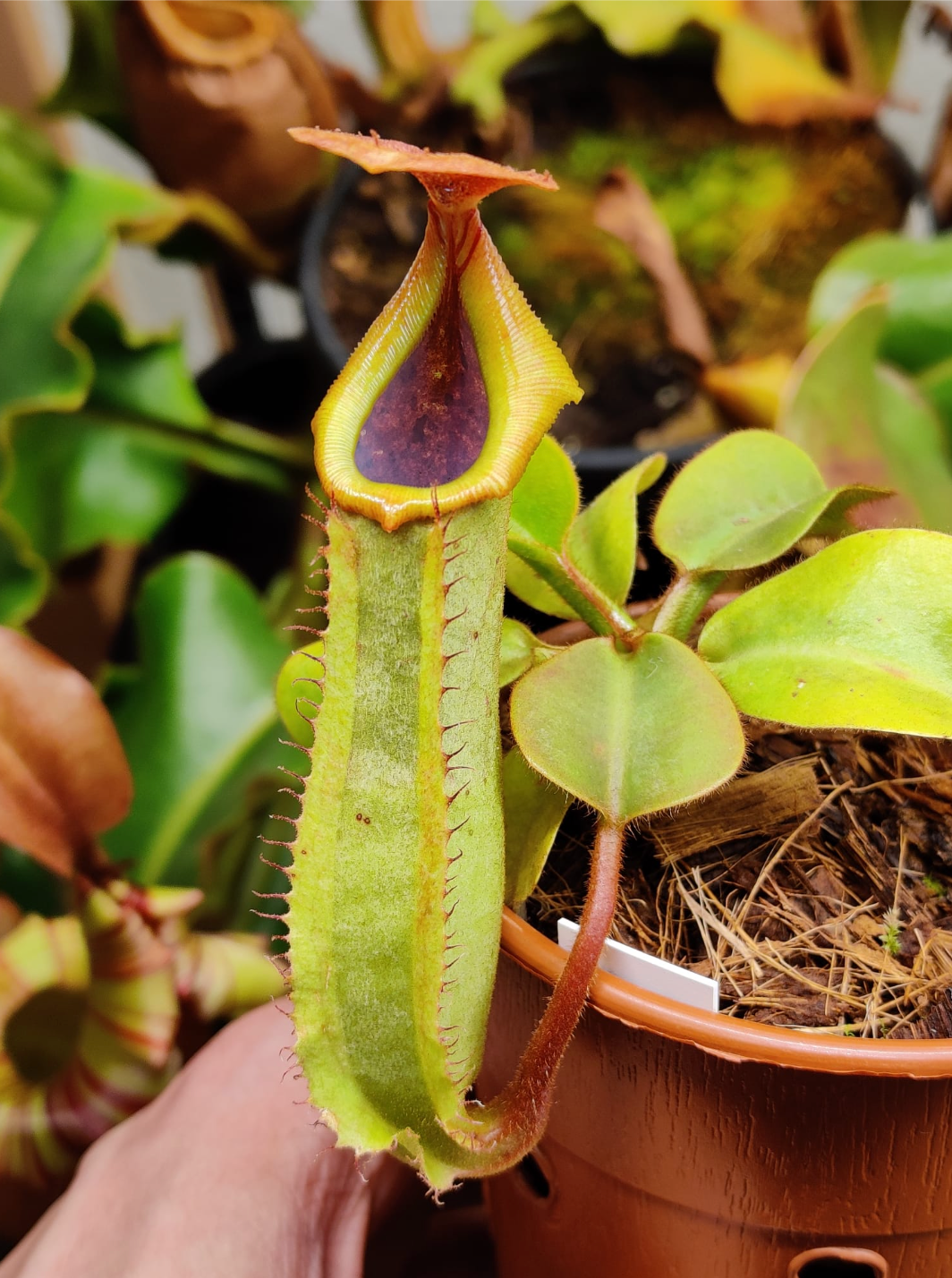Nepenthes truncata 'pasian red' x veitchii 'batu lawi' 10cm