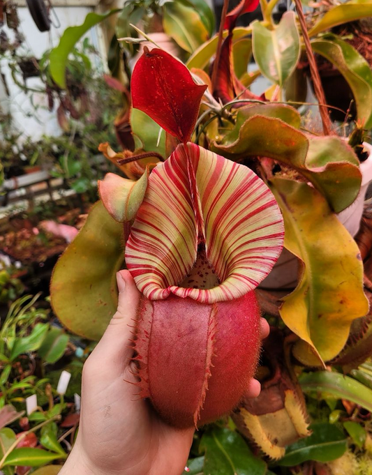 Nepenthes veitchii 'candy x candy x candy' 5-7cm