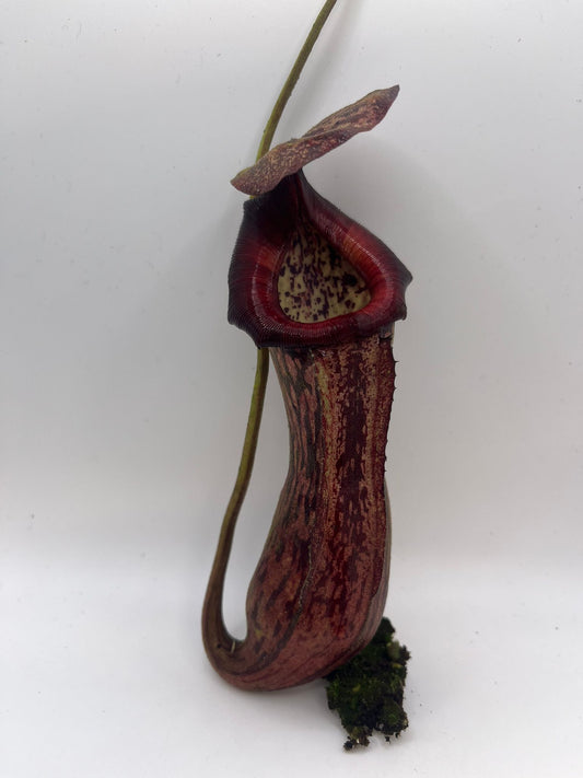 Nepenthes boschiana 'dark x dark' 7cm