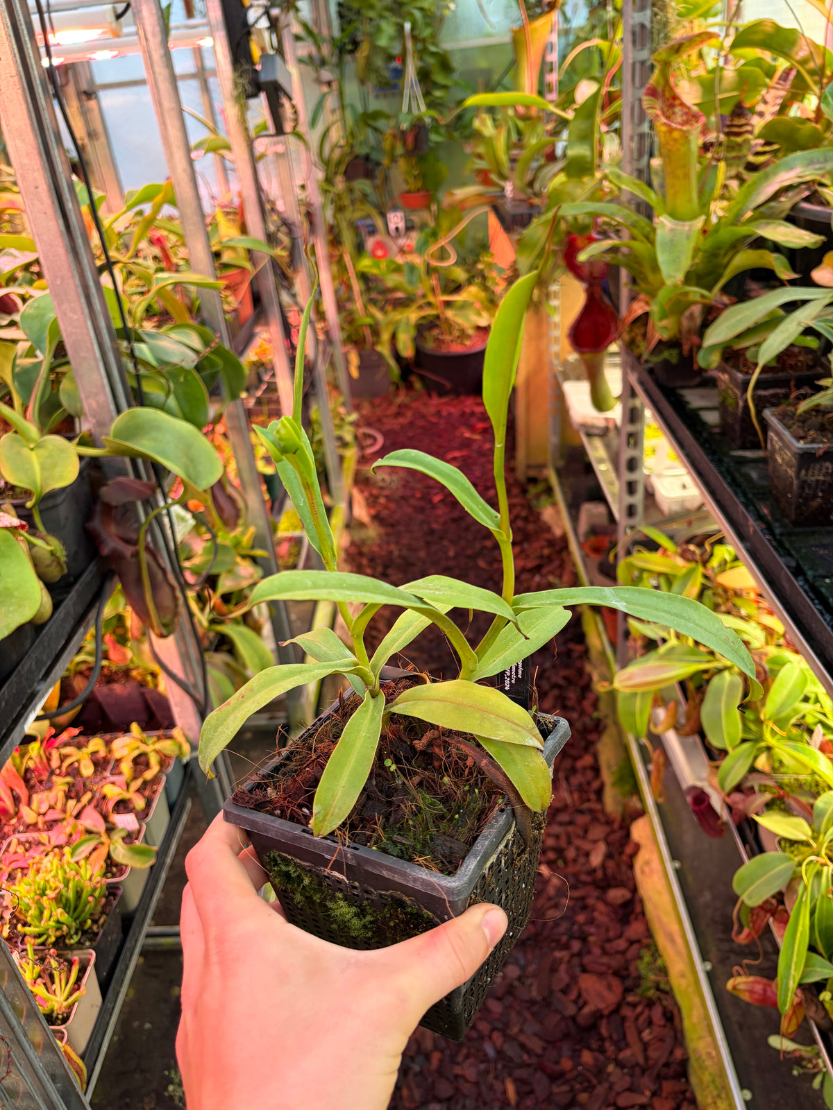 Nepenthes singalana ‚2 Growpoints‘