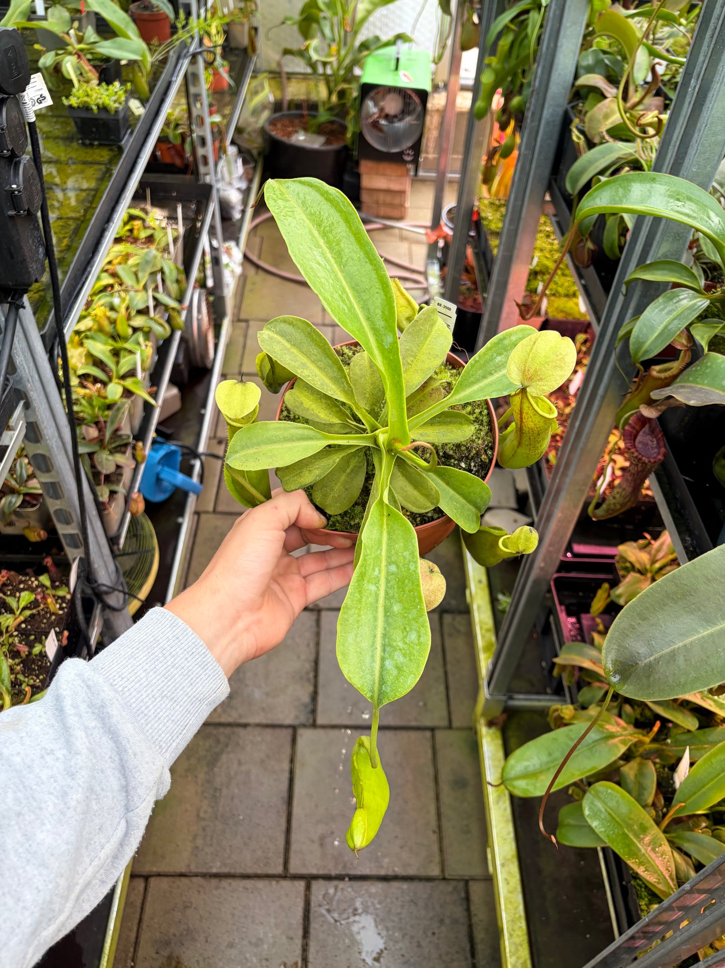 Nepenthes robcantleyi x reinwardtiana