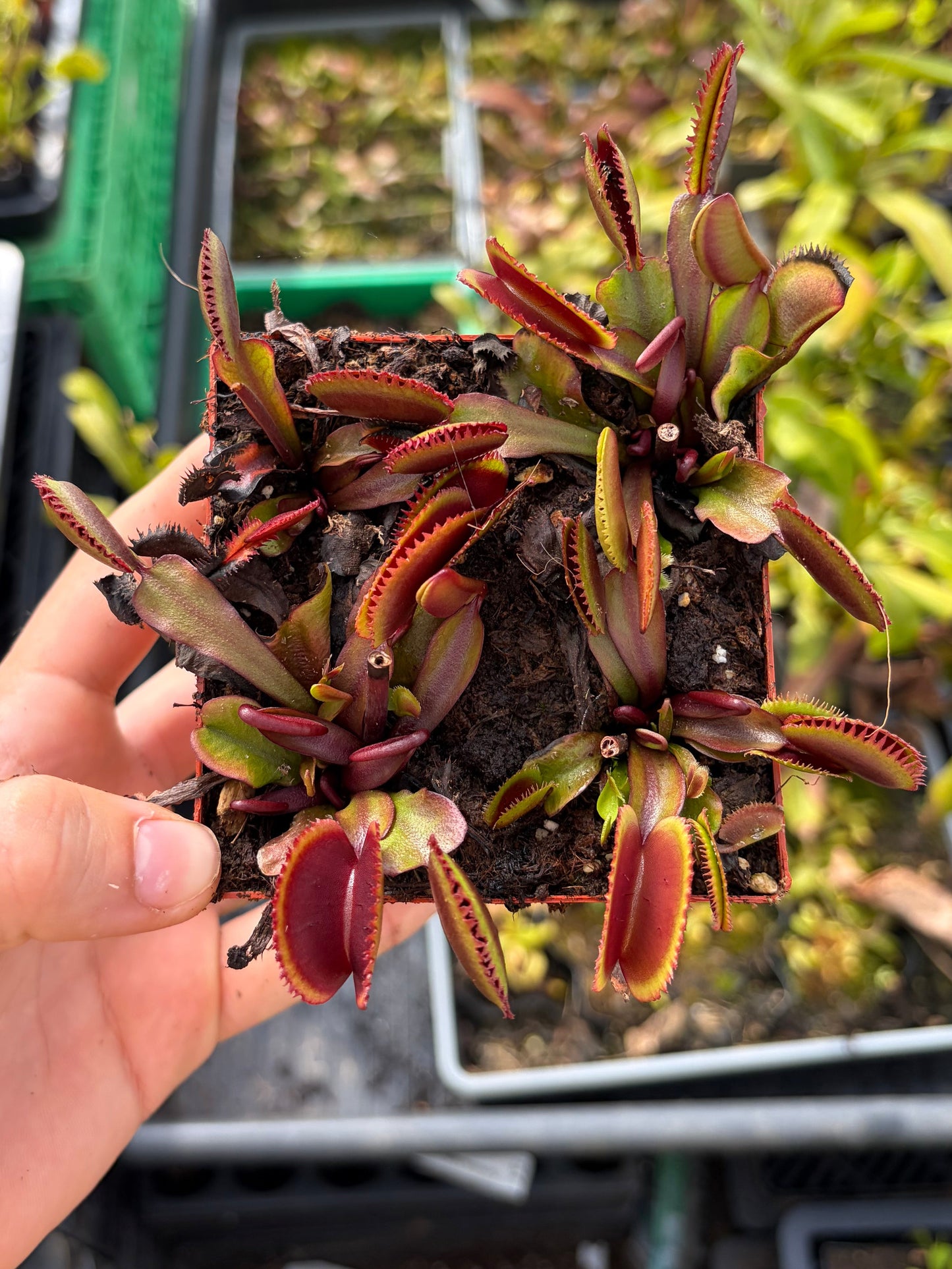 Dionaea muscipula 'Bohemian Garned'