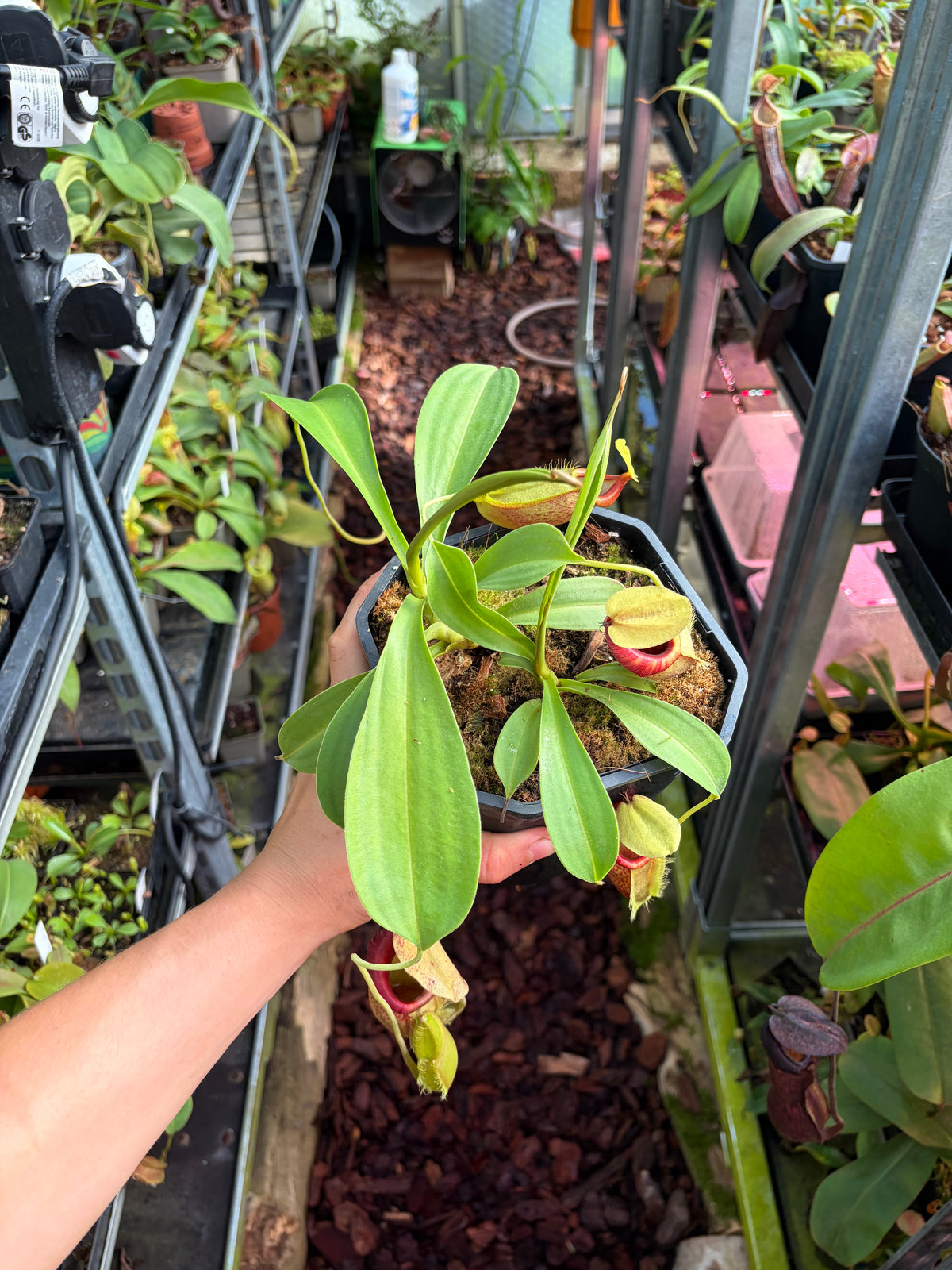 Nepenthes spathulata x flava 20cm