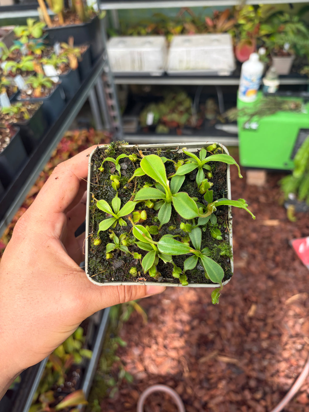 Nepenthes lowii 3-5cm