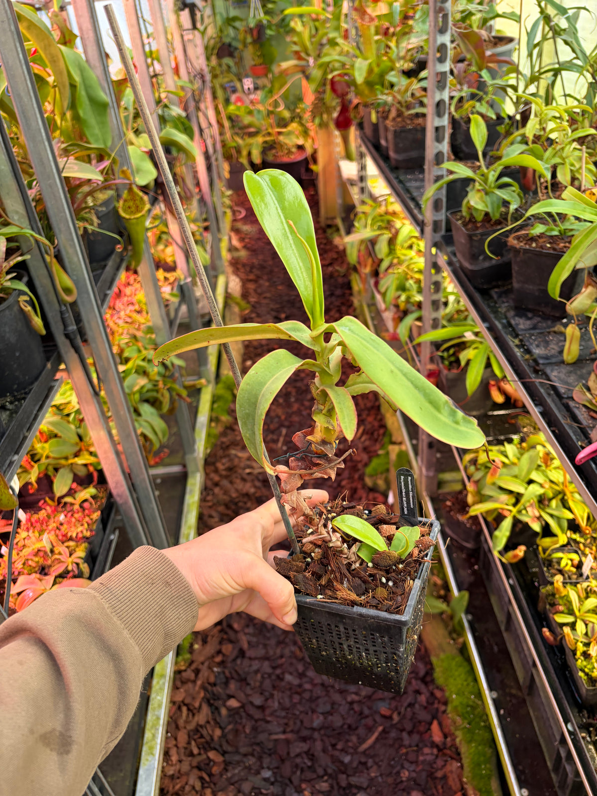 Nepenthes sibuyanensis 30cm