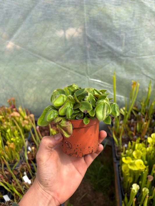 Cephalotus follicularis