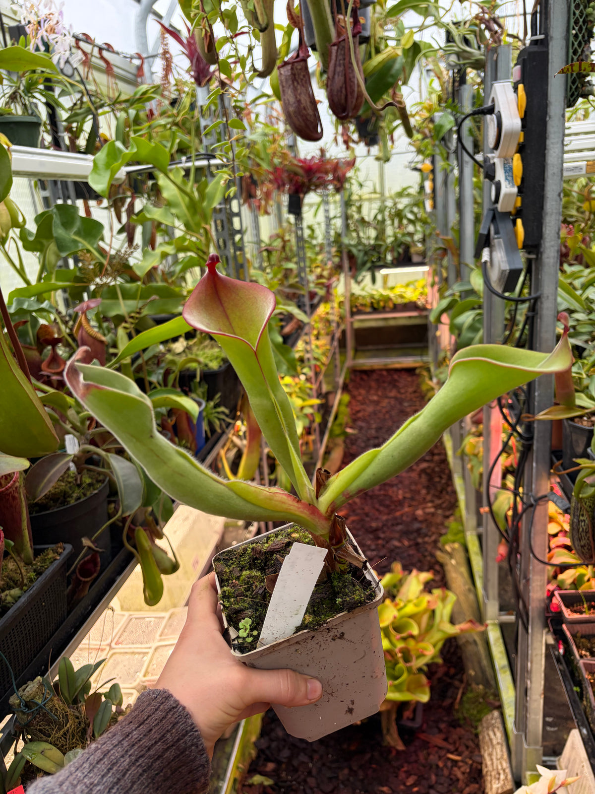 Heliamphora huberi x parva #3