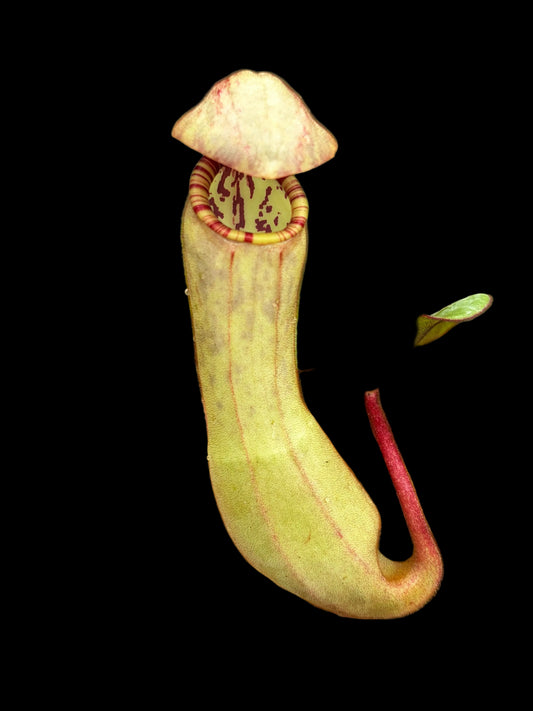 Nepenthes clipeata ‚seedgrown’ 25cm