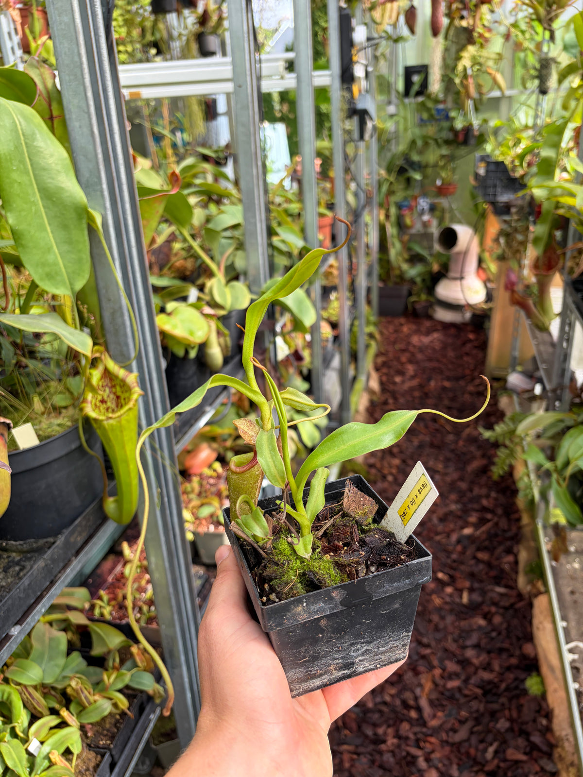 Nepenthes flava x (lowii x zakriana) ‚rooted cutting‘