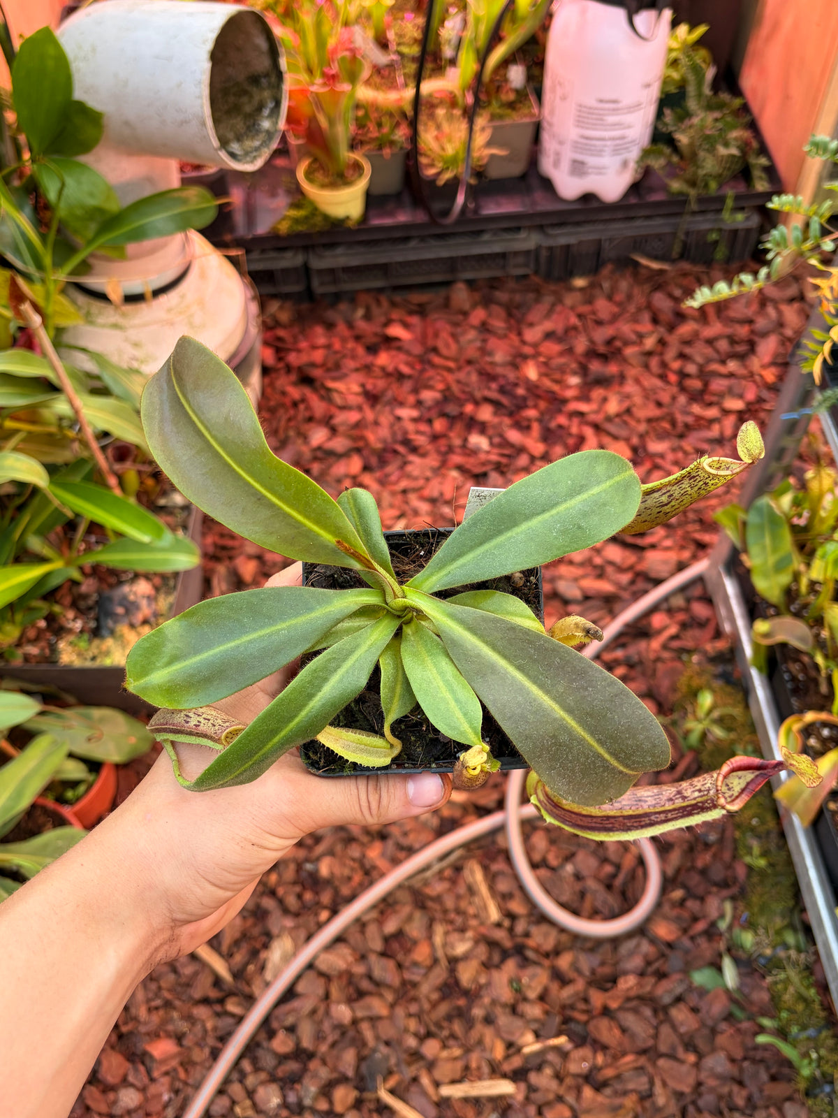 Nepenthes (veitchii x platychila) x (mollis x veitchii) 15cm+
