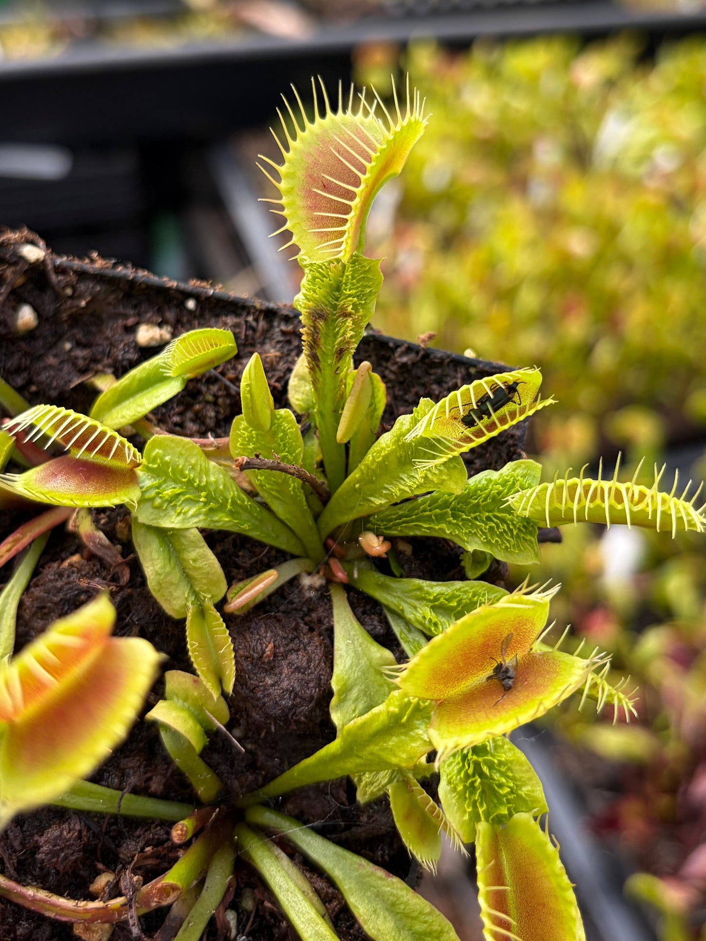Dionaea muscipula 'GJ Schuppenstiel‘