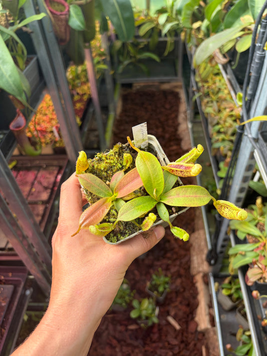 Nepenthes platychila ‚EP x BE‘ 7-10cm