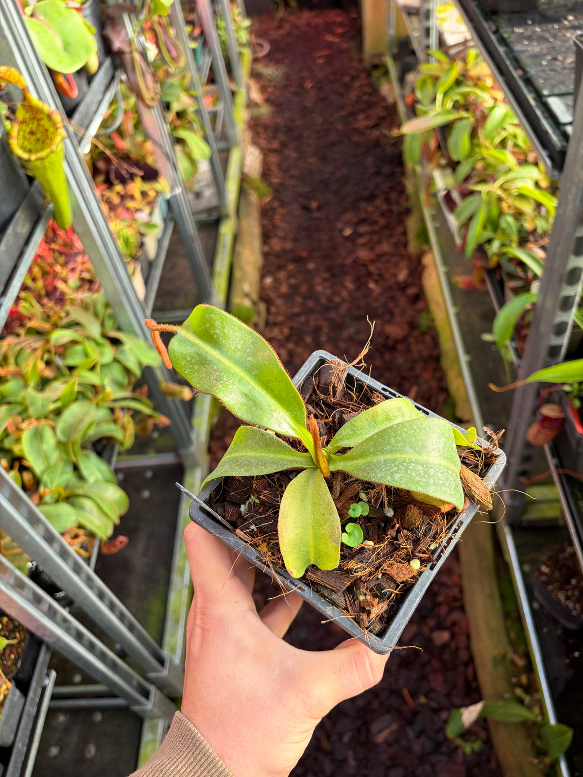 Nepenthes veitchii x spathulata 15cm
