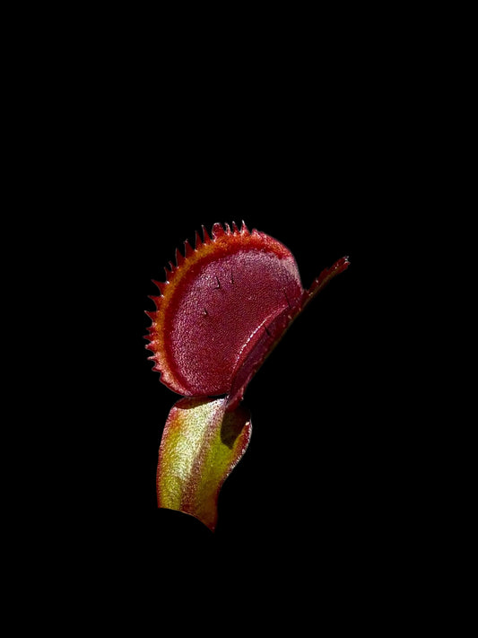 Dionaea muscipula 'Bohemian Garned'