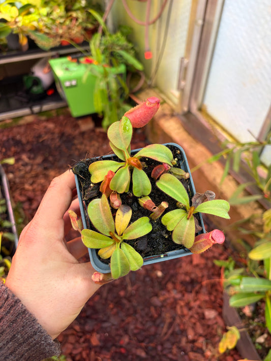 Nepenthes veitchii ‚Candy x F1‘ x candy‘