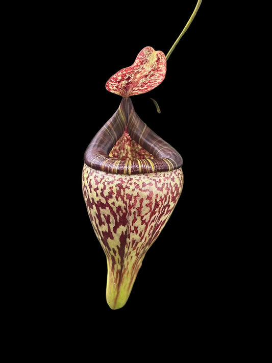 Nepenthes vogelii 10cm