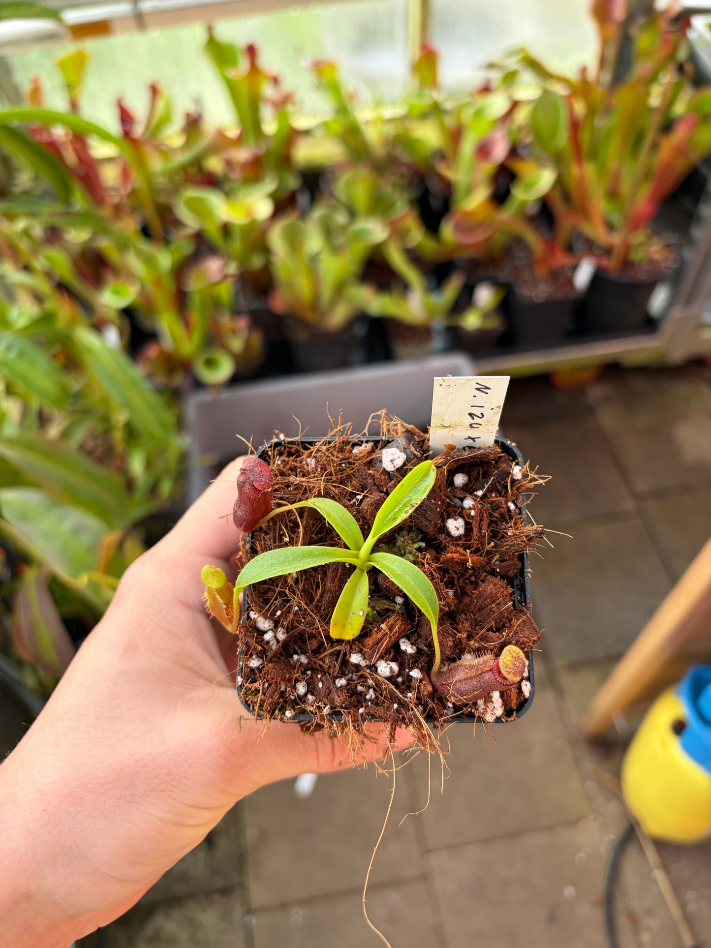 Nepenthes izumiae x edwardsiana 'SG'