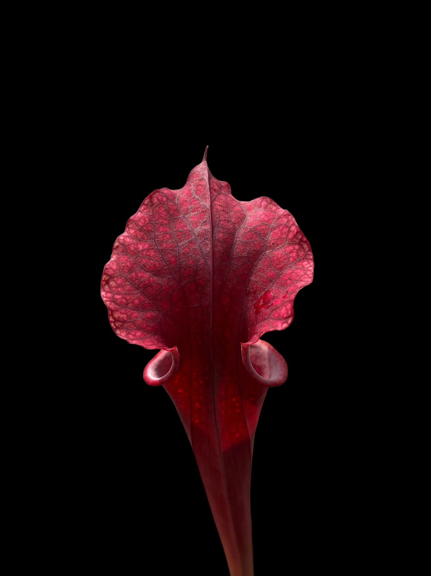 Sarracenia hybrid #017