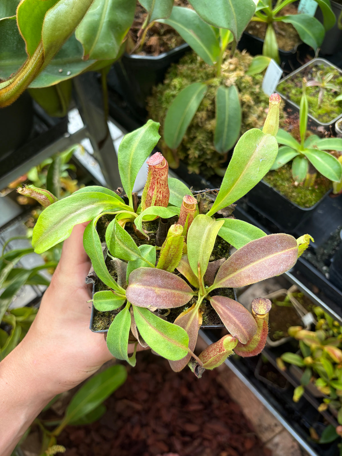 Nepenthes maxima ‚Seedgrown‘ 10cm