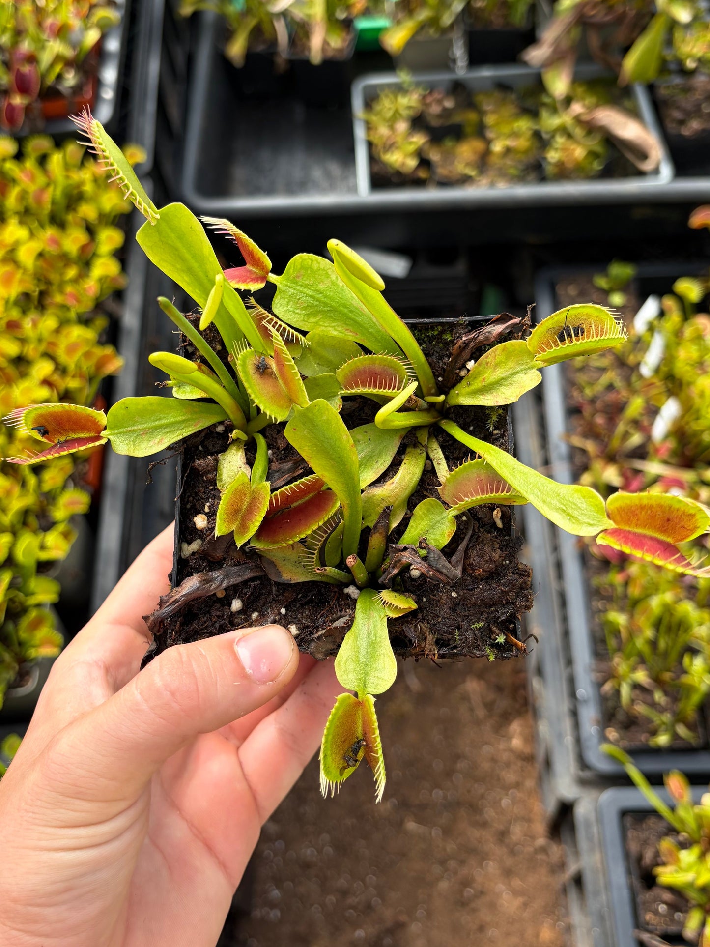 Dionaea muscipula 'Destroyer'