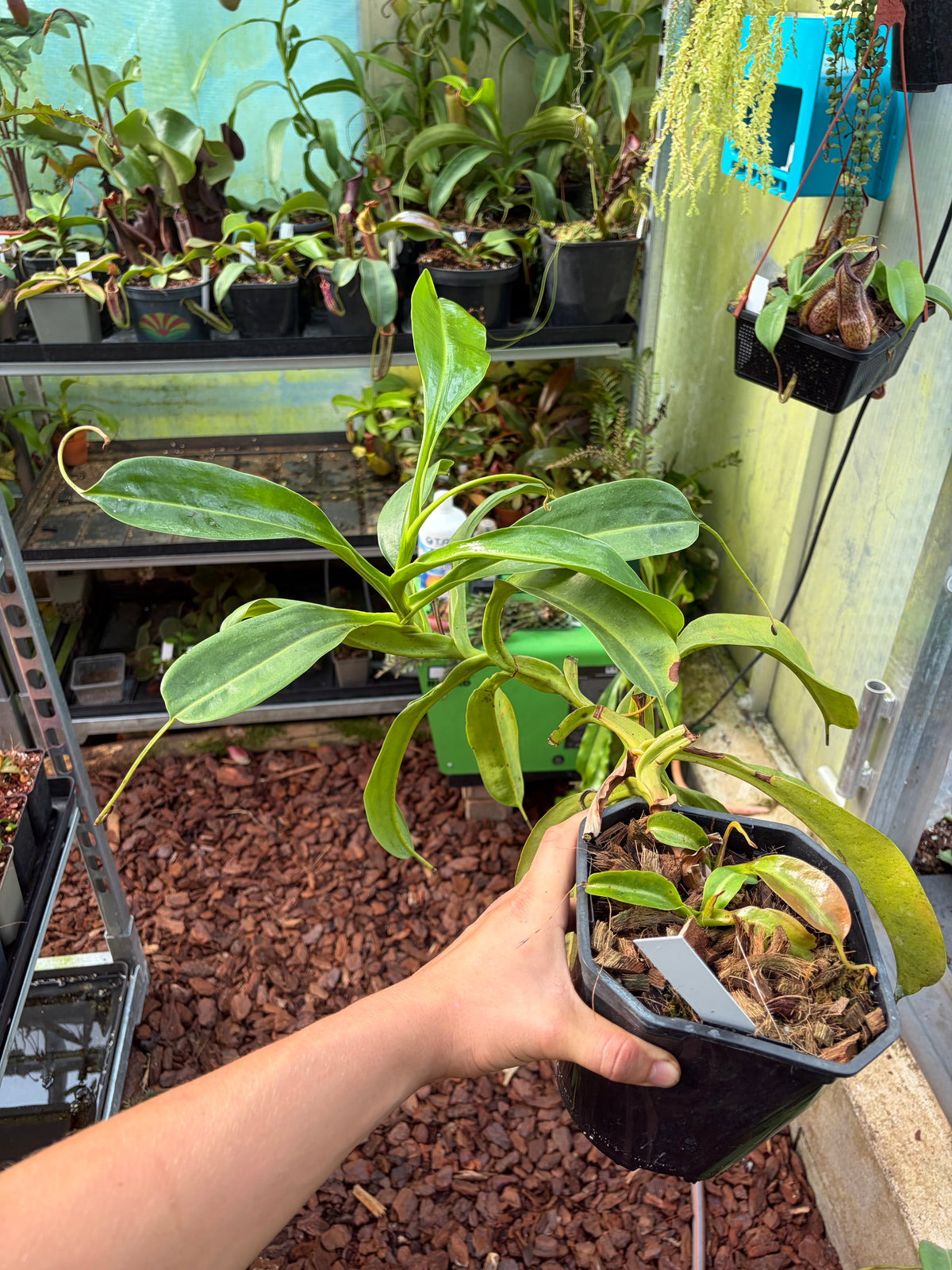 Nepenthes ventricosa x truncata 40cm+