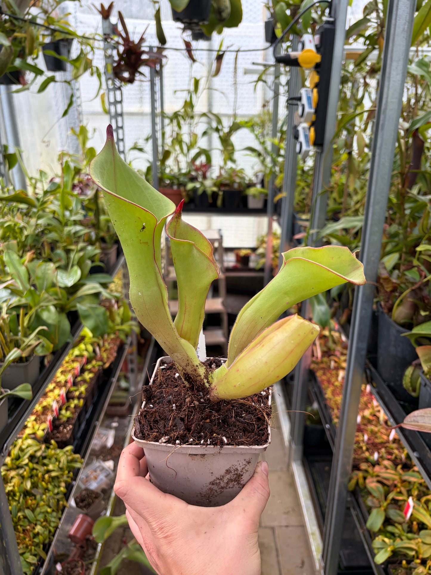 Heliamphora spec. Akopon #2