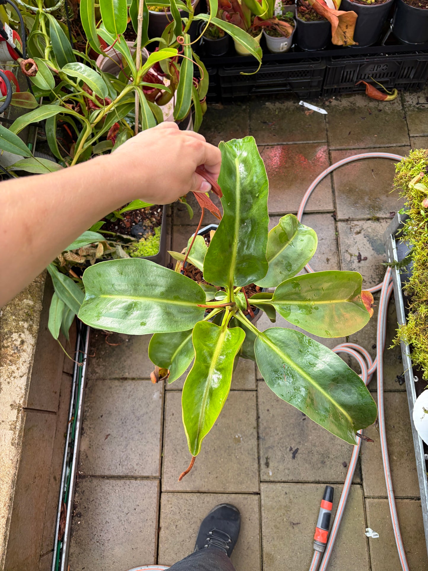 Nepenthes rajah x eymae 50cm