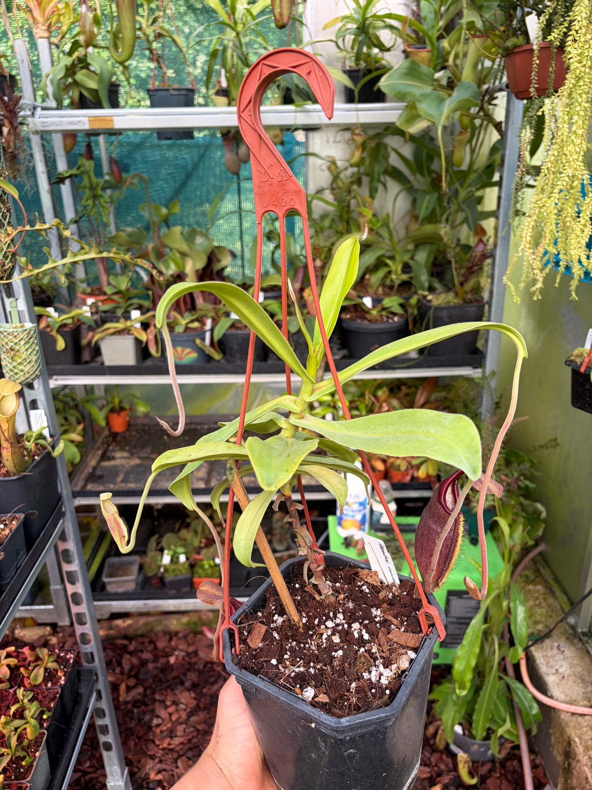 Nepenthes carunculata 30cm+