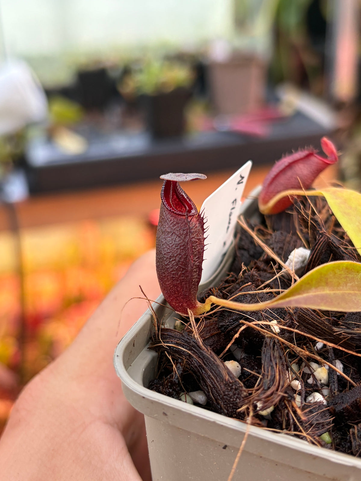 Nepenthes flava x (izumiae x inermis)
