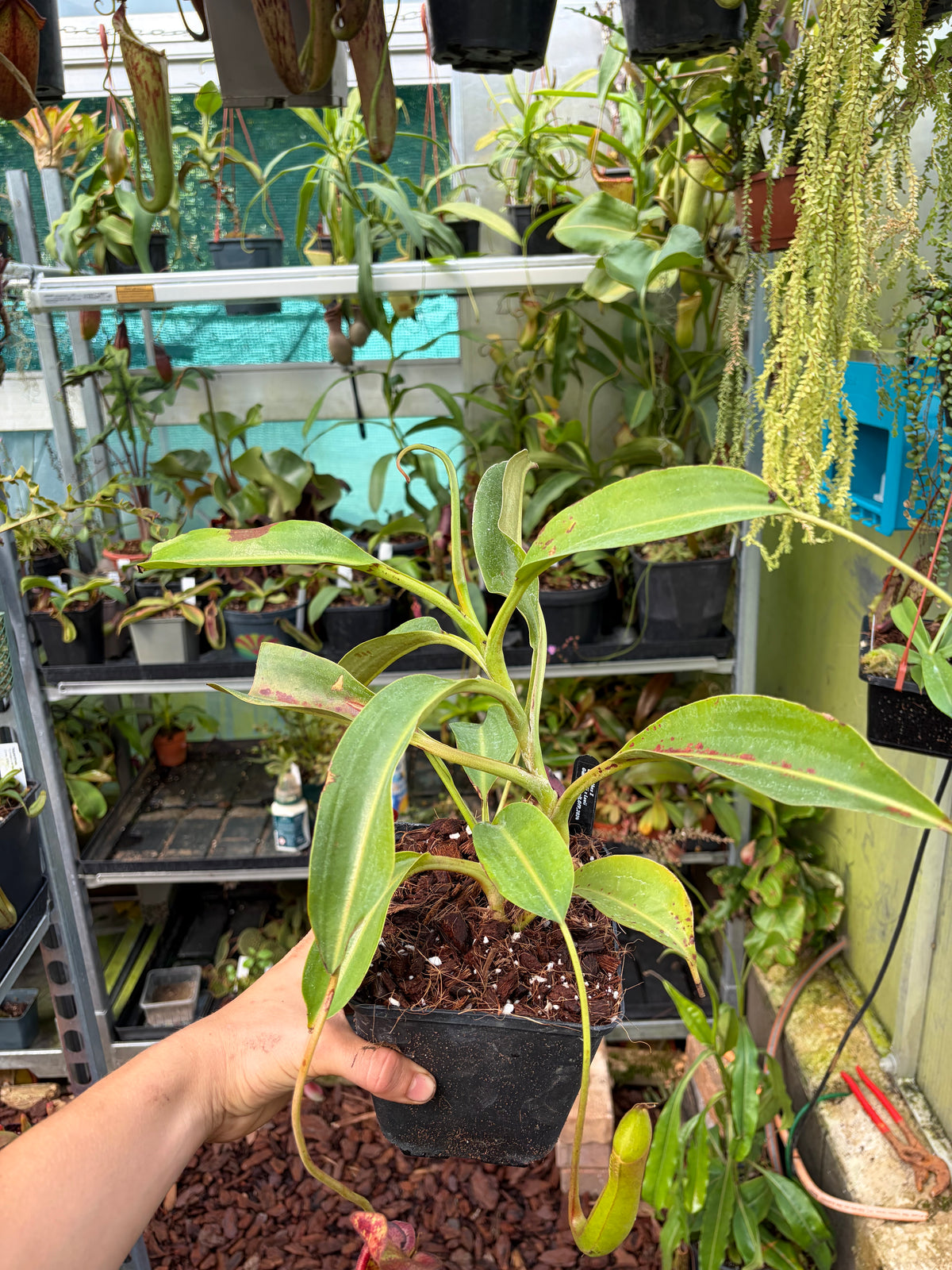 Nepenthes copelandii x lowii 30cm+
