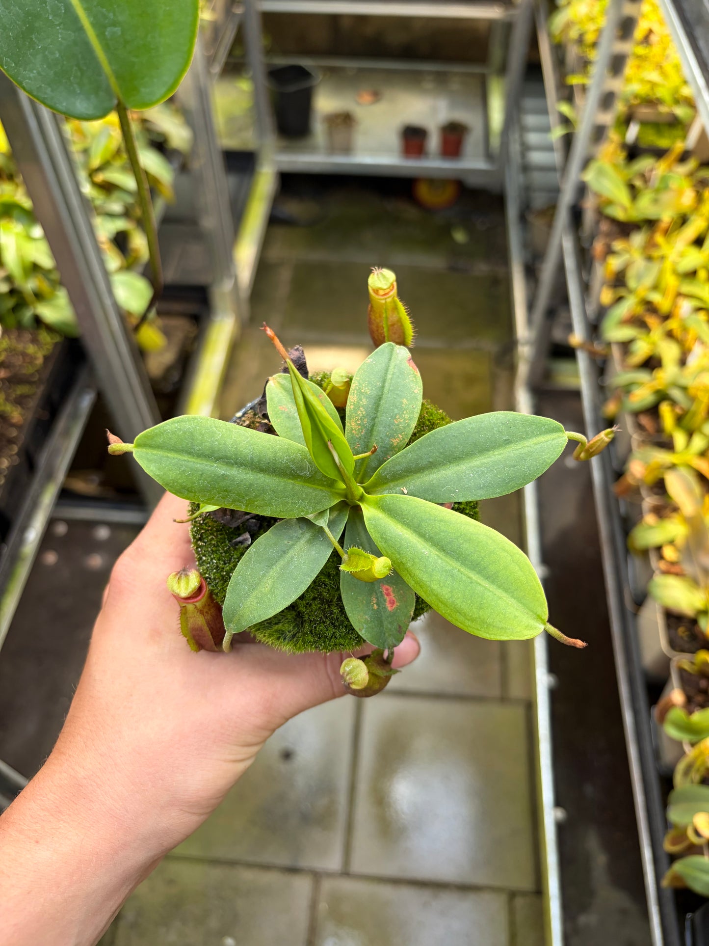 Nepenthes mira 7-10cm