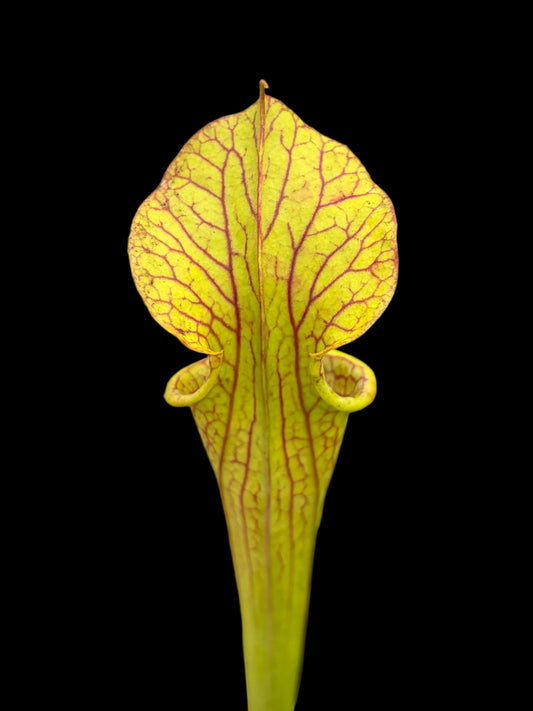 Sarracenia flava hybrid 'veiny thing'
