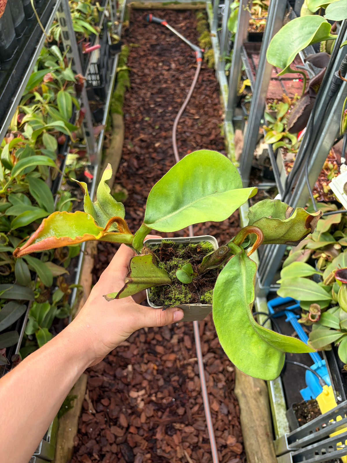 Nepenthes veitchii ‚candy‘ ‚rooted cutting‘