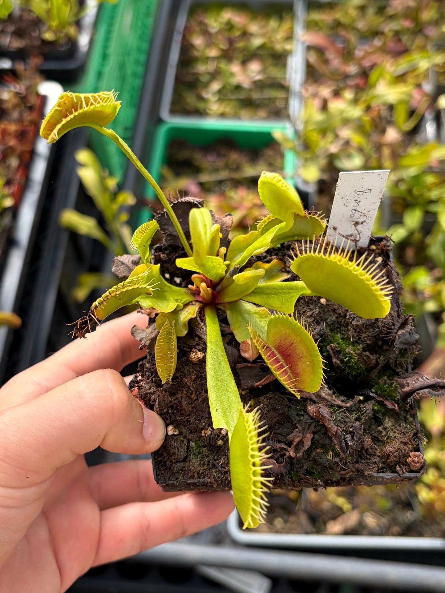 Dionaea muscipula 'Bimbo'