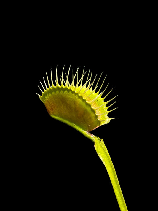 Dionaea muscipula 'DC/XL'