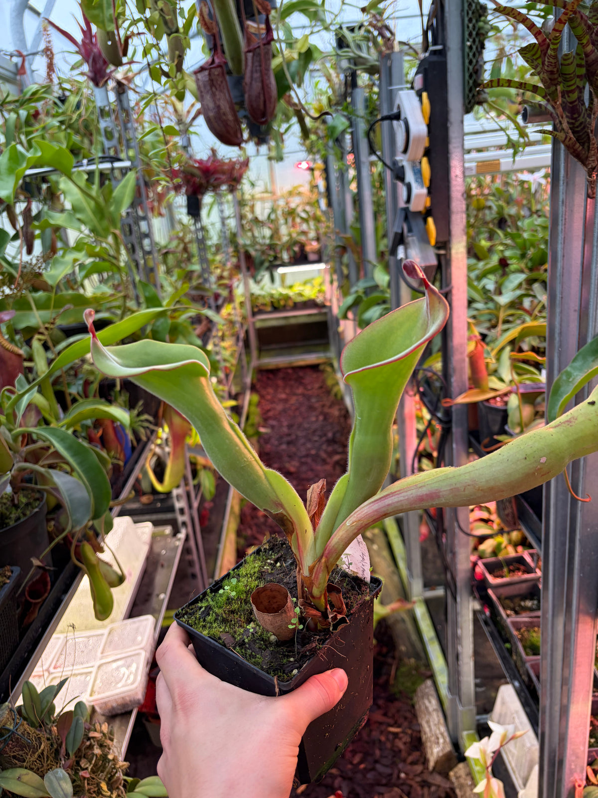 Heliamphora huberi x parva #10
