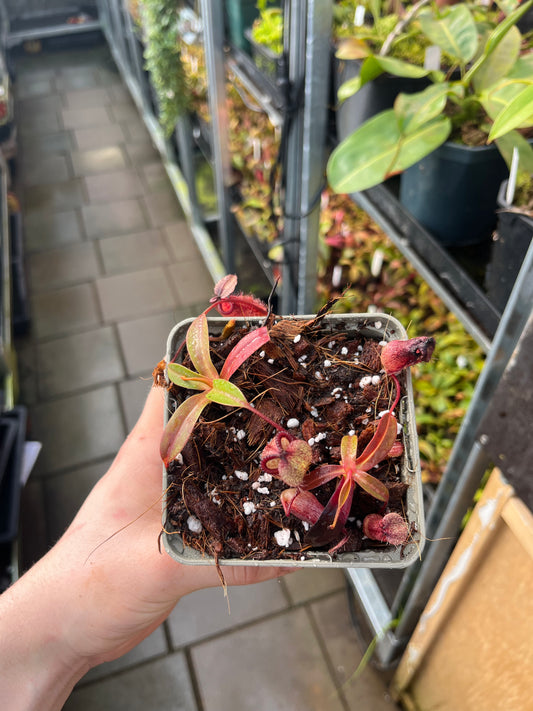 Nepenthes hamata x attenboroughii 7cm