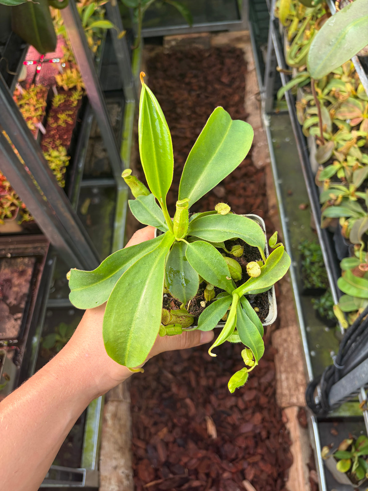 Nepenthes spectabilis ‚bandahara‘ x lowii