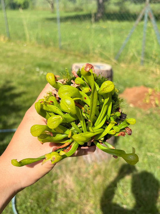 Darlingtonia californica