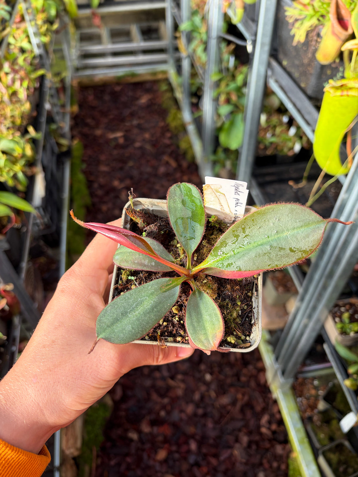 Nepenthes peltata x attenboroughii 15cm